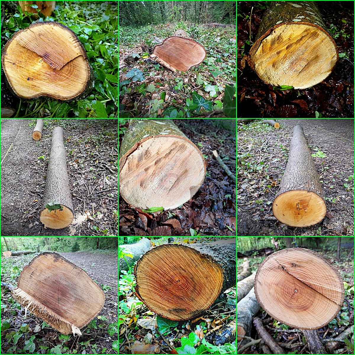 logs